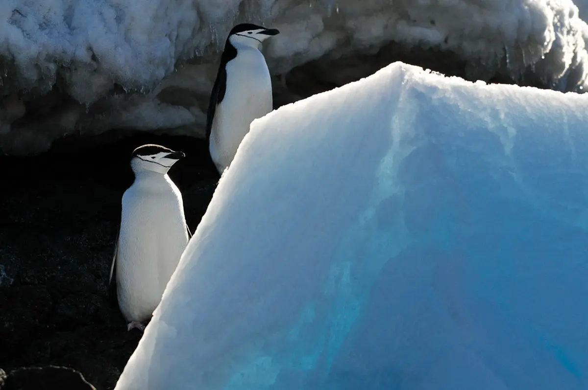 pingüinos